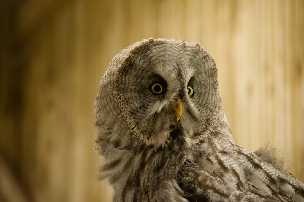 Photo of Great Grey Owl